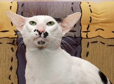 Кто такой кот-грузин? Откуда взялась эта странная порода кошек? |  Удивительная Грузия | Дзен