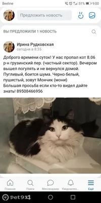 Двач on X: \"«Грузинский бездомный кот. Его тут все подкармливают и  относятся как к своему. А в России бы убили наверно» Соевая приплела Россию  и всё заверте… https://t.co/zYWTZQP19G\" / X