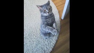 Смотри, я падаю в обморок\": голодный кот драматично просит его покормить –  видео