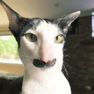 Кошка с длинным носом - 67 фото