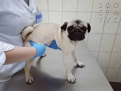 Лечение грыжи у собак и кошек в СПб |Cколько стоит удаление грыжи