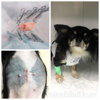Операция по удалению пупочной грыжи у собаки - причины, последствия,  осложнения