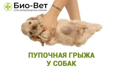 Удаление грыжи у собаки в Краснодаре | «Верные Друзья»