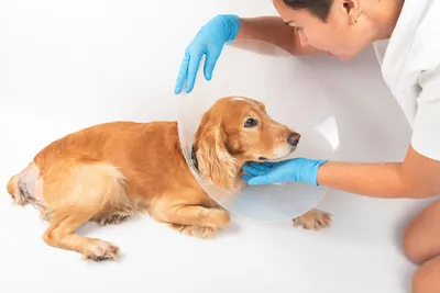 Пупочная Грыжа у Собак - Симптомы и Лечение | БиоВет: все о домашних  животных из сети ветеринарных клиник | Дзен