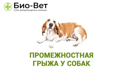 Удаление Грыжи у Собак в Москве | Цены на операцию удаления паховой,  межпозвоночной, пупочной грыжи собаки в ветклинике «ТИМ»