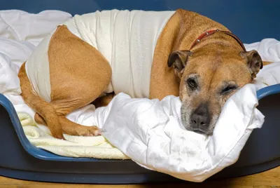 Шишки у собак под кожей: на лапе, шее, животе, голове и других местах:  симптомы, лечение