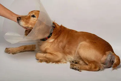 Сочетанная хирургическая патология у собаки.