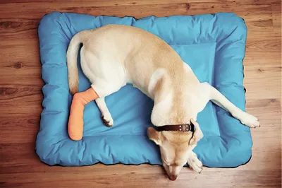 Операция по удалению паховой грыжи у собак