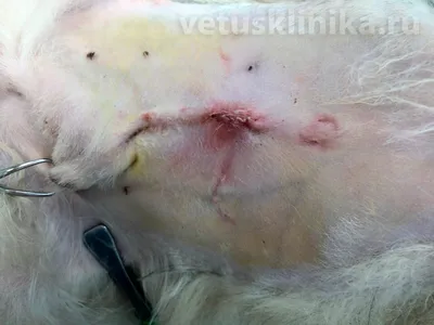 Оперативное вправление грыж паховых у собаки (суки) для собак в  ветеринарной клинике SQ-lap