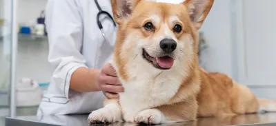 Обнаружили у собаки шишку на животе | Итоги - YouTube