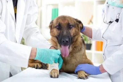 Лечение диафрагмальных грыж | Нижегородский ветеринарный госпиталь