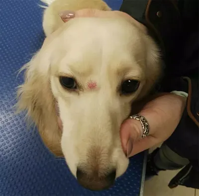 Лечение собаки (до и после операции) | Центр Клинической Ветеринарии  CentrVet