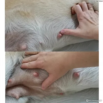Шейная дископатия (межпозвоночная грыжа) у собак - статьи о лечении в  ветеринарной клинике Dr.Vetson