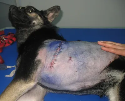Болезнь межпозвоночных дисков у собак - Ветеринарный Центр «Прайд»