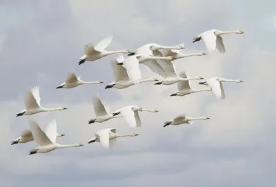 Исследуйте мир гусей-лебедей через фотографии