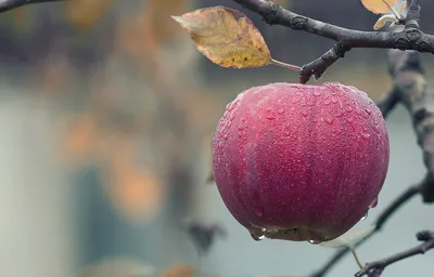 Яблочко раздора – фото в формате jpg для всех ценителей красоты