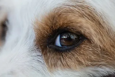 Воспаление глаза у собаки (60 фото) - картинки sobakovod.club