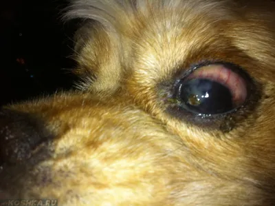 Плазмома у собак – ветеринарная офтальмология Реком