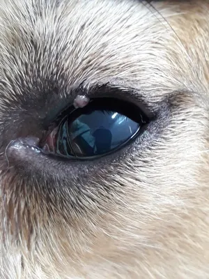 Блефарит у собак — виды, симптомы и способы лечения