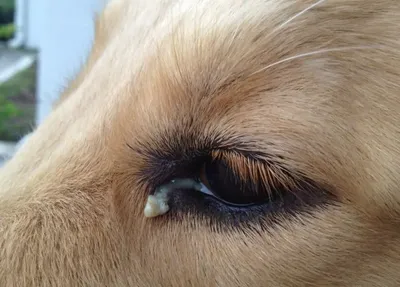 Блефарит у собак: симптомы, диагностика, лечение, фото | PetGuru
