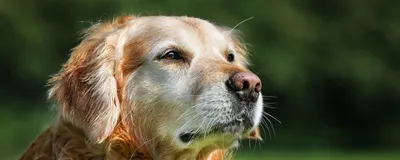 Конъюнктивит у Собак: Причины, Симптомы и Лечение // Сеть Ветклиник БИО-ВЕТ  - YouTube