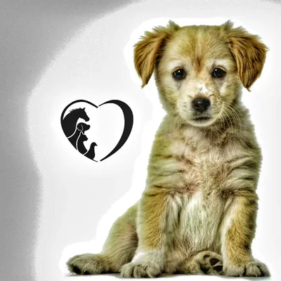 Разновидности конъюнктивита у собак и их симптомы: фотографии, способы  лечения, гигиенические процедуры