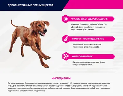 Nutram Sound Balanced Wellness S9 Сухой корм для собак всех пород, ягненок  и шлифованный ячмень 11.4 кг (1023450) - купить на Korm.com.ua
