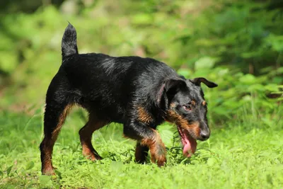 Порода ягдтерьер - очень активные собаки, с большим потенциалом для охоты  на самую разнообразную дичь.