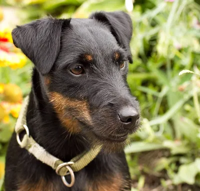 Ягдтерьер – собака одного хозяина родом из Германии | Собаки |  Dogsacademy.ru | Дзен