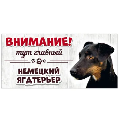 Пропала собака ягдтерьер, Село Брынь, Калужская область | Pet911.ru