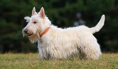 Бедлингтон-терьер собака: фото, характер, описание породы