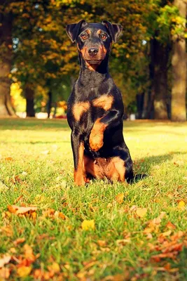 Скотч-терьер собака: описание, характер, фото, цена
