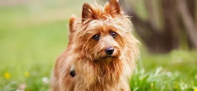 портрет прекрасной собаки породы ягдтерьер Стоковое Изображение -  изображение насчитывающей прелестное, любознательно: 224892297