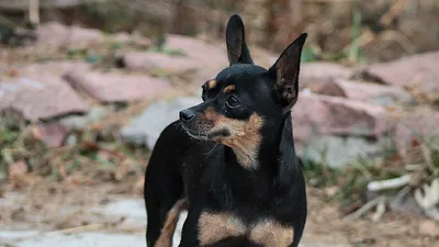 Комбинезон для собаки ЯГДТЕРЬЕР, спортивный, утепленный на флисе, на суку,  длина спины 41см, обхват груди 54см, ТУЗИК
