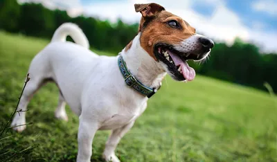 Ирландский терьер (Irish Terrier) - изящная, активная и энергичная порода  собак. Фото, описание, отзывы владельцев.