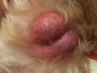Покраснели яички у собаки - Вопросы ветеринару