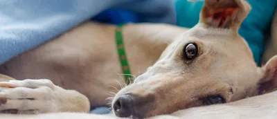 Стерилизация собаки – 2 эффективных способа