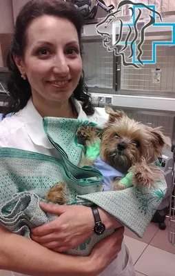 Удаление матки у собаки, операция в Челябинске