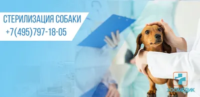 Овариогистерэктомия собаки: показания, плюсы и минусы - клиника в Москве