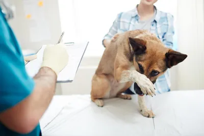 Стерилизация собак: когда делать и как ухаживать за собакой после | Royal  Canin UA