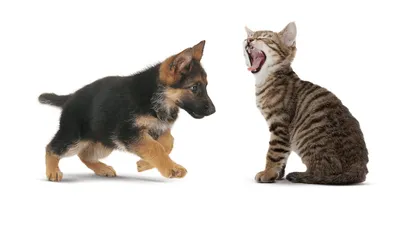 Стерилизация собак за и против – 9 мнений врача