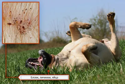 Фронтлайн Комбо S капли для собак мелких пород весом от 2 до 10 кг для  защиты от клещей, блох - 1 пипетка | Купить в Москве