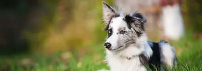 Глисты у собаки: симптомы и лечение, признаки, виды, гельминты у щенков