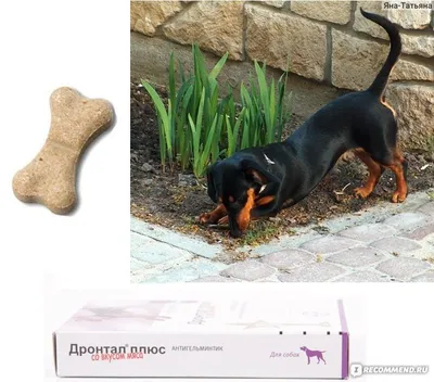 Антигельминтики Для щенков и маленьких пород собак весом до 5 кг Милпразон  - «Полностью избавил моего щенка от аскарид за 2 применения!» | отзывы