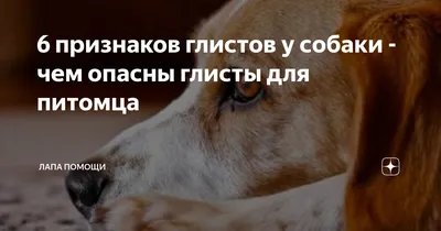 Глисты у собаки: симптомы, профилактика и лечение | ВКонтакте