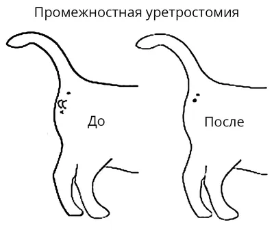 Уретростомия у котов - ветцентр Прайд, Санкт-Петербург