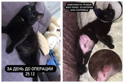 Как кастрировать кота и стерилизовать кошку в Новосибирске