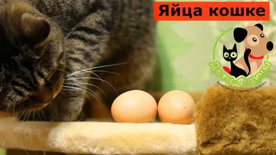 Качественное лечение мочекаменной болезни (МКБ) у котов / кошек в Москве ✓.