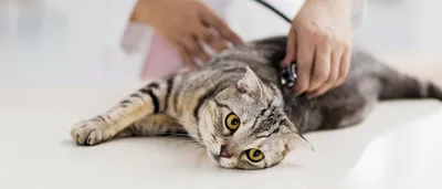 Особенности поведения кота после процедуры кастрации — Статьи ветклиники  «АМИКУС ВЕТ»