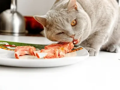 Чем кормить кастрированного кота - Кошки обзор на Gomeovet